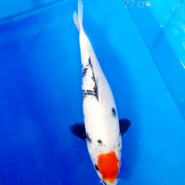 Tancho shiro 27 cm
