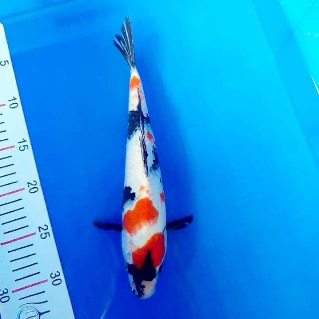 Ahowa 30 cm