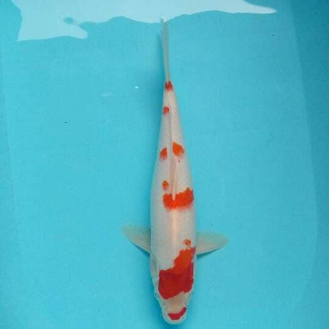 Kohaku-2 ori