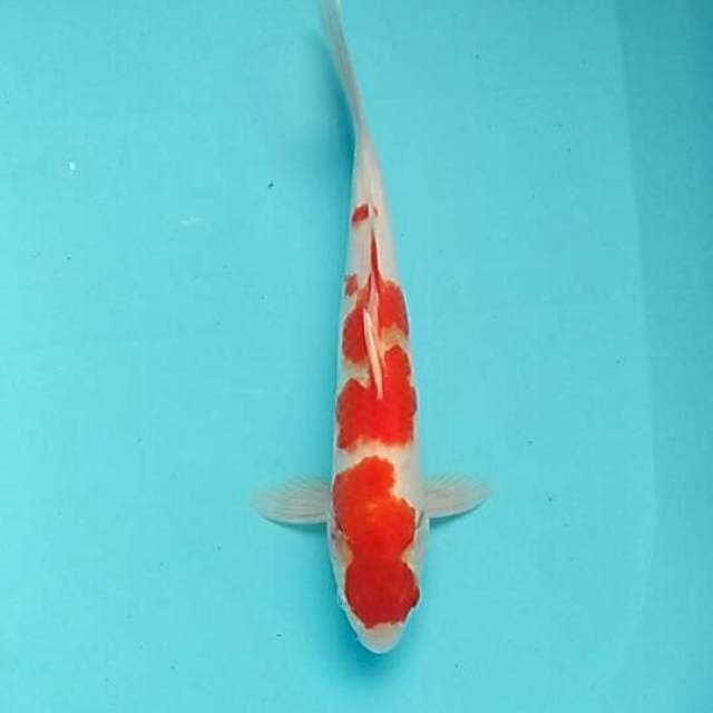 Kohaku