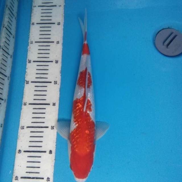 Kohaku Ginrin 35 cm