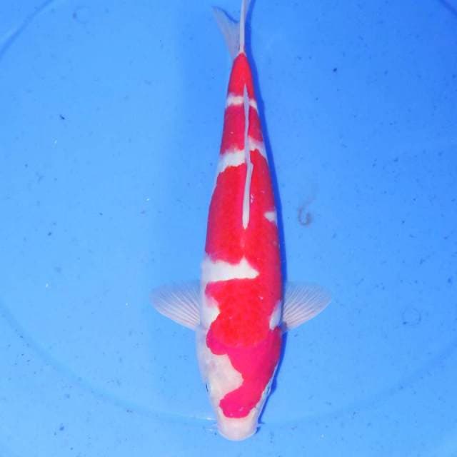 34cm KOHAKU
