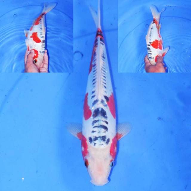SQ HANA SHUSUI