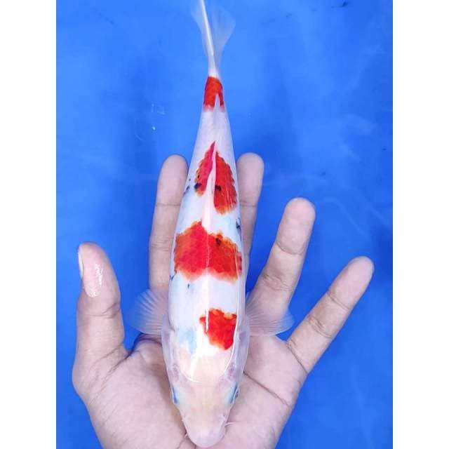 24 cm # SHANKE