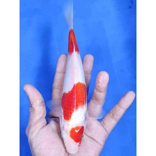 21cm # MINION KOHAKU