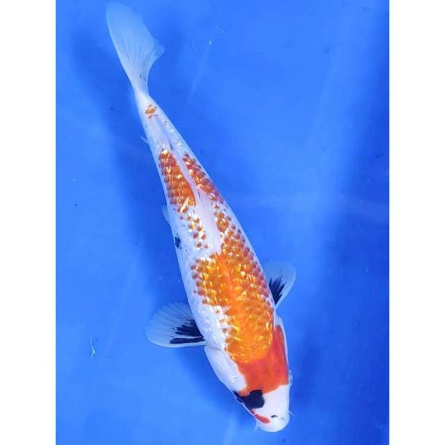 28 cm # SHOWA