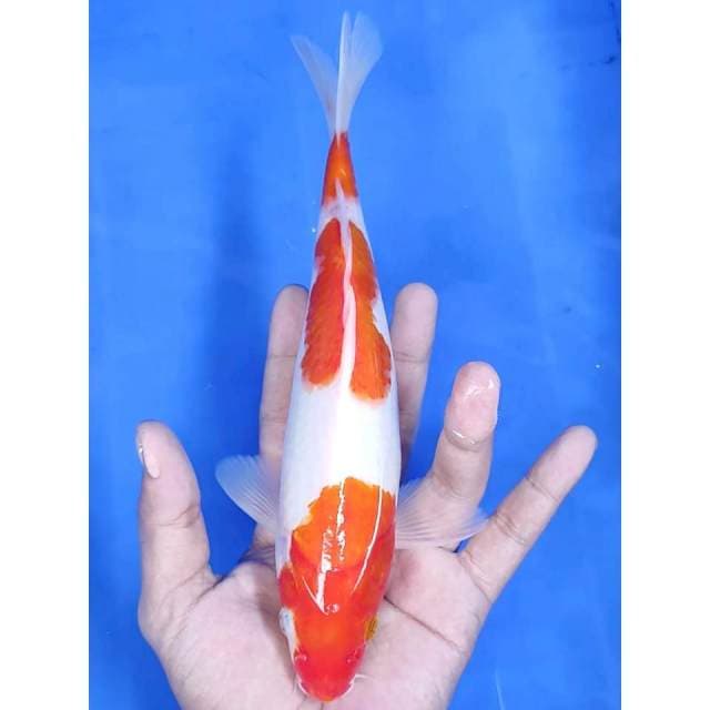 25cm # KOHAKU