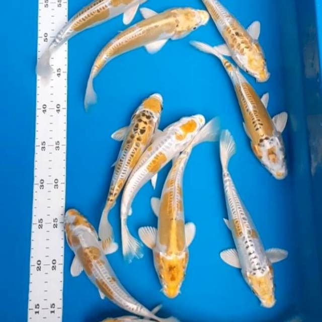 Paket lemon doitsu hariwake 21-24cm