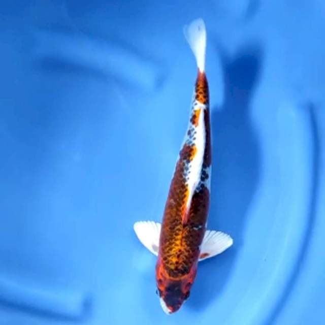 10. Beni Gingga || 32 cm || Jantan