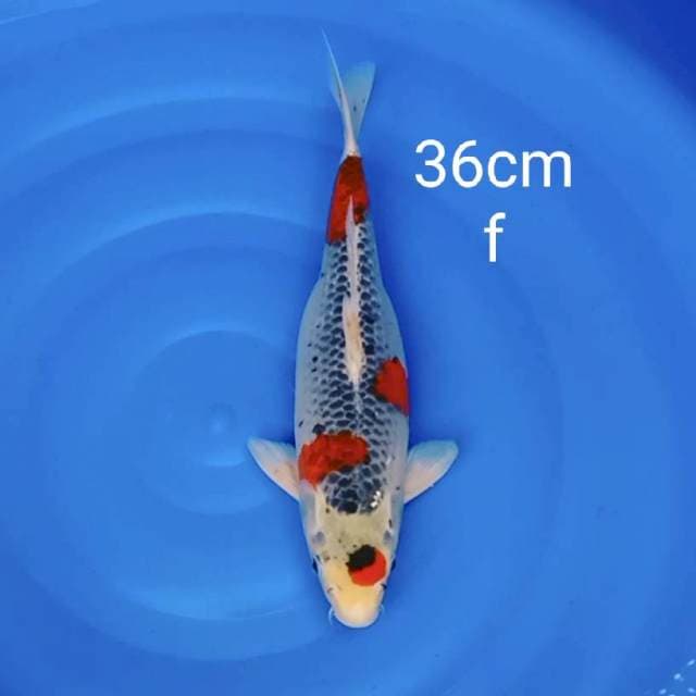 Goshiki ceplok 36cm