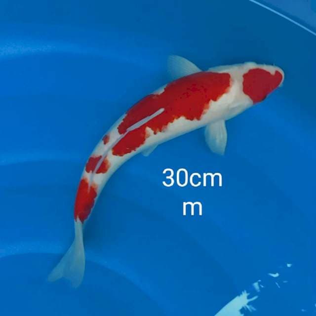 Kohaku strong original 30cm