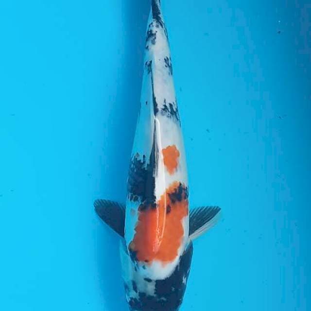 Showa 37cm