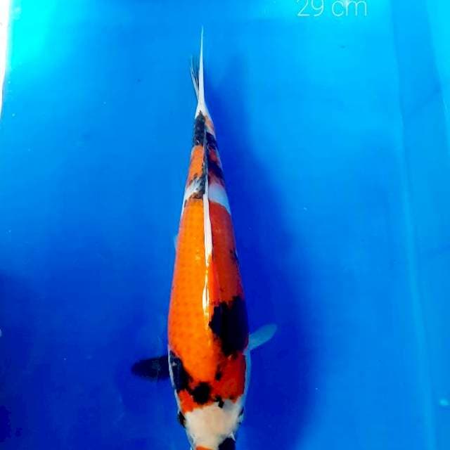 Showa 29 cm