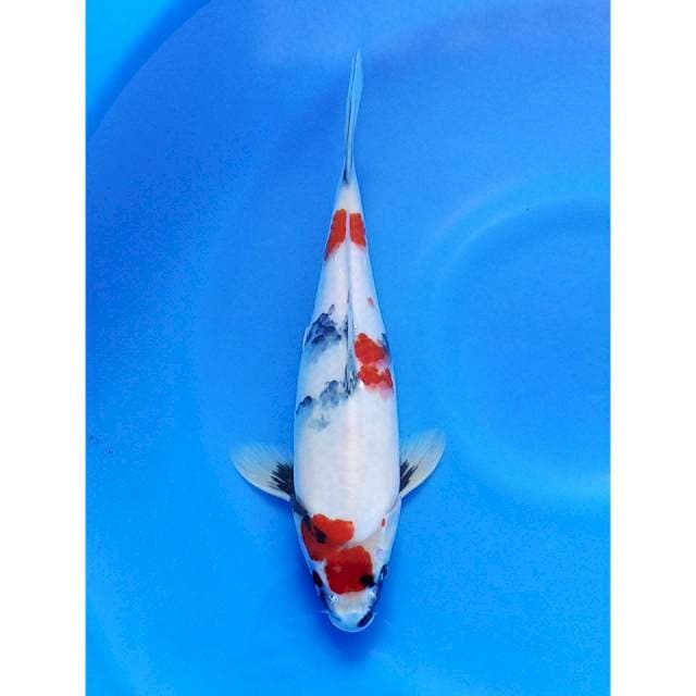 Kindai showa 31cm HQ