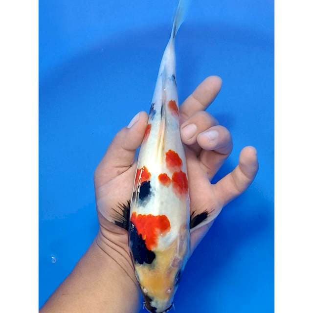 Kindai showa 27cm HQ