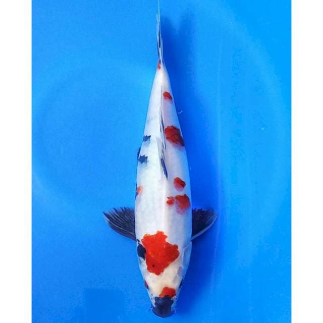 Kindai showa 35cm 