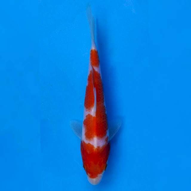 Kohaku Import non serti
