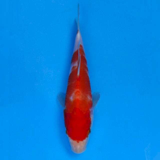 Kohaku Import non serti