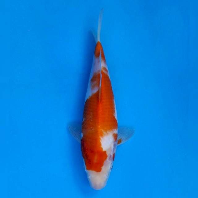 Kohaku Import non serti