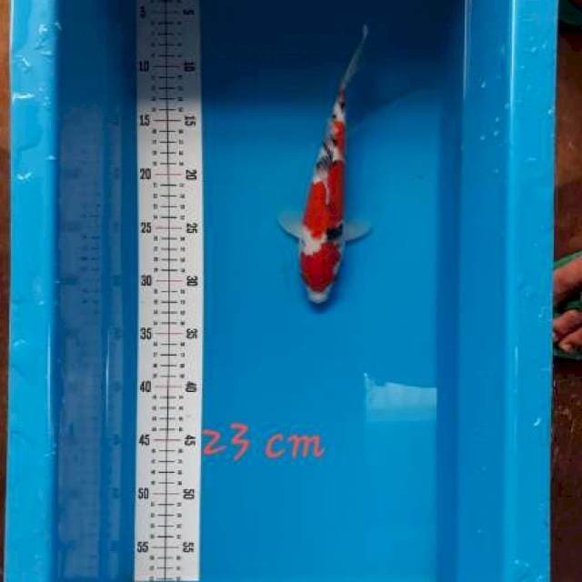 2 - SANKE 23cm