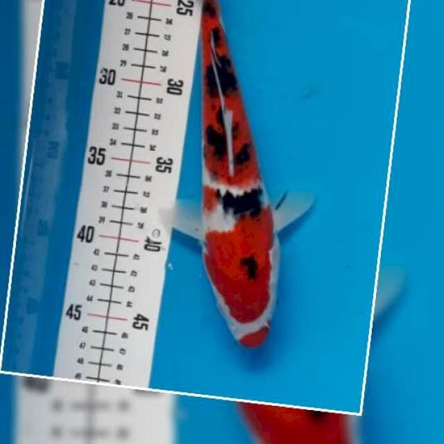 4 ~ SANKE KUCIBENI 25cm