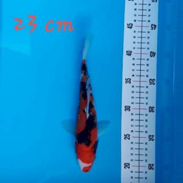 7 ~ SANKE 23cm