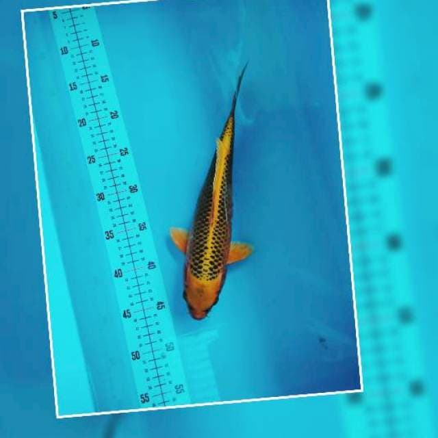 8 ~ MATSUBA 30cm