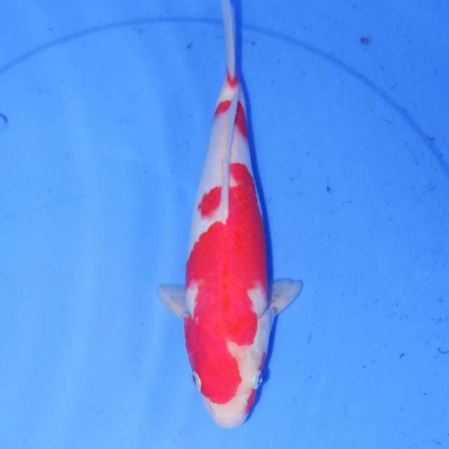 KOHAKU