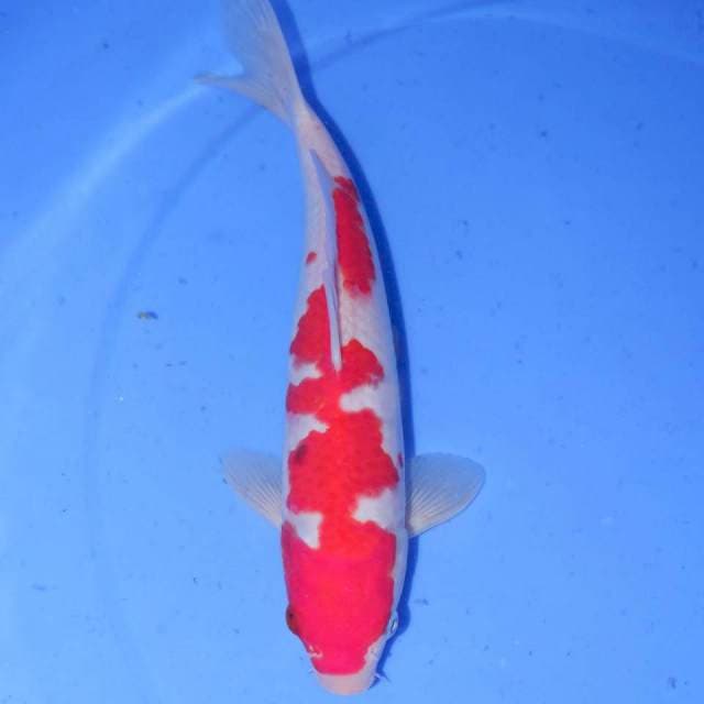 KOHAKU