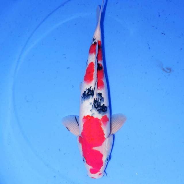 32cm SANKE
