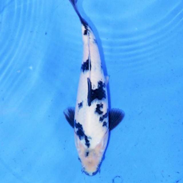 SHIRO