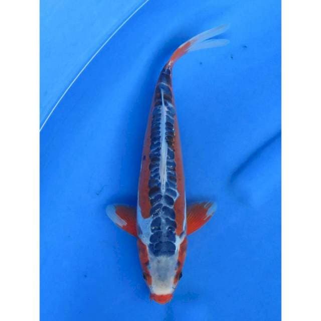 Red Sushui - 30cm