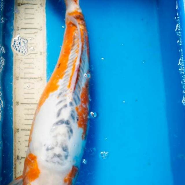 Hana Sushui Jumbo F1 55BU (Male)