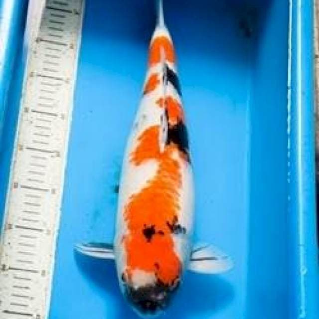 Showa Jumbo Lokal 50 BU (MALE)