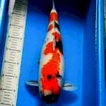 Showa Jumbo Lokal 50 BU (MALE)