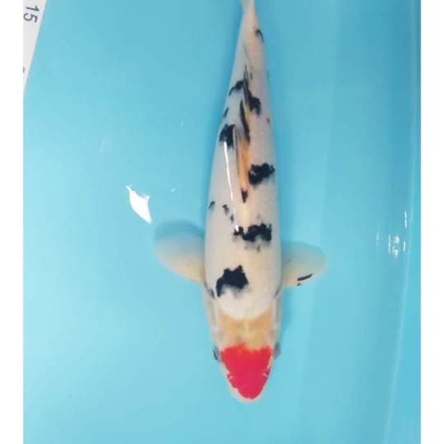 Tancho showa 34 cm ori
