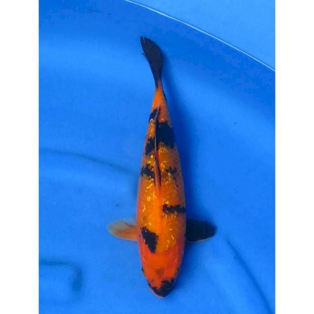 Utsuri Ginrin - 30cm