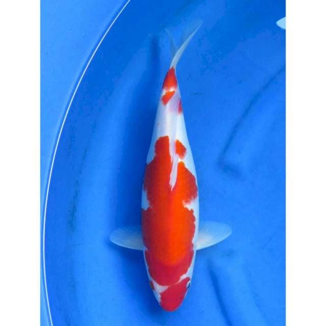 Kohaku - 37cm