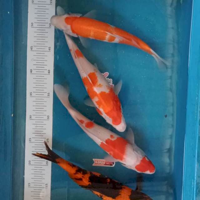 Paket mix 4ekor