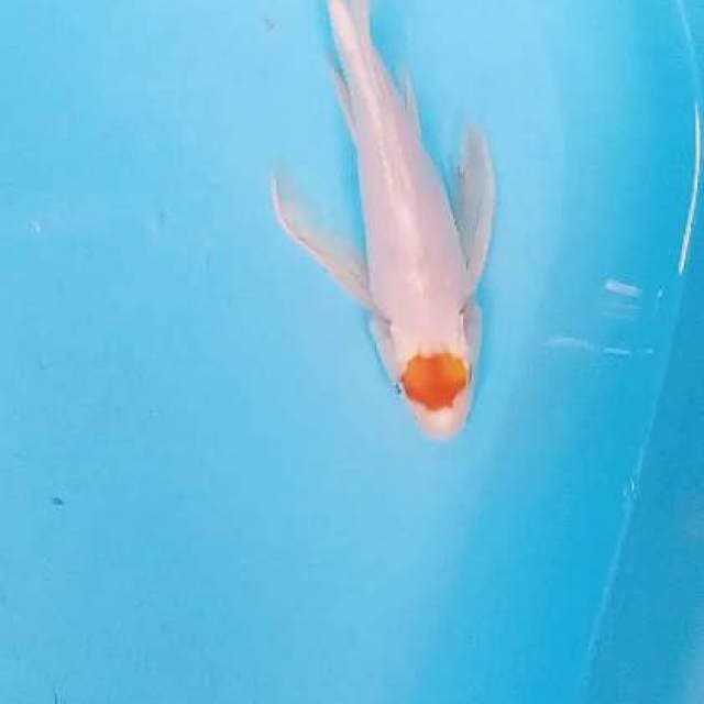 Kumpay hariwake 27 cm