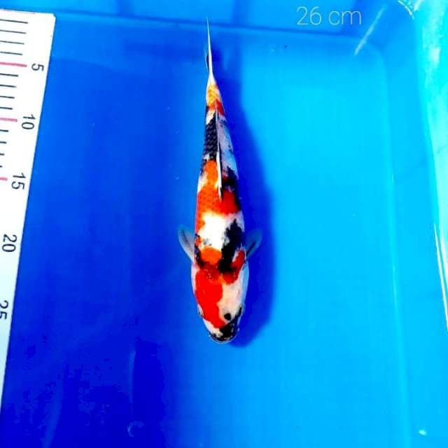 Special showa 26 cm