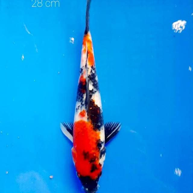 Showa 28 cm