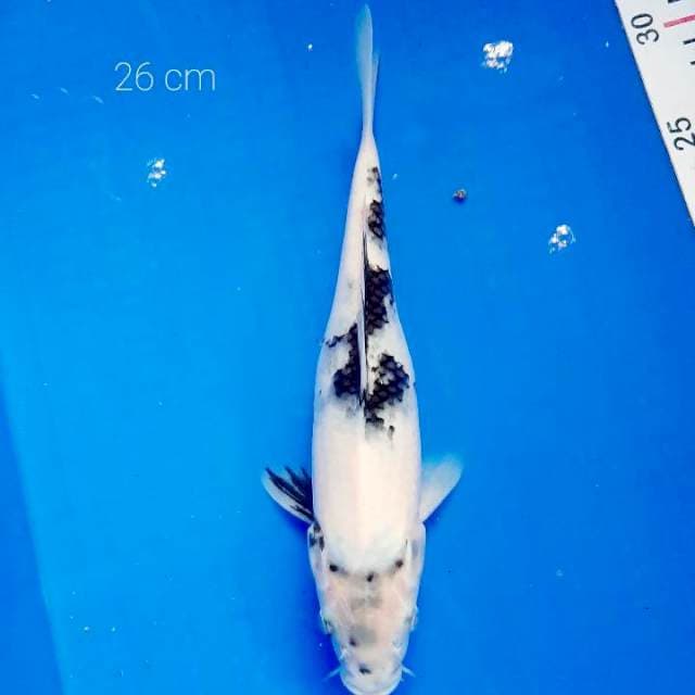 Shiro 26 cm