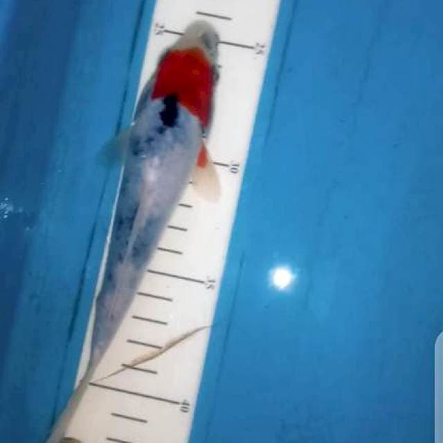 Unic Tanacho showa 19 cm