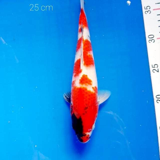 Showa 25 cm