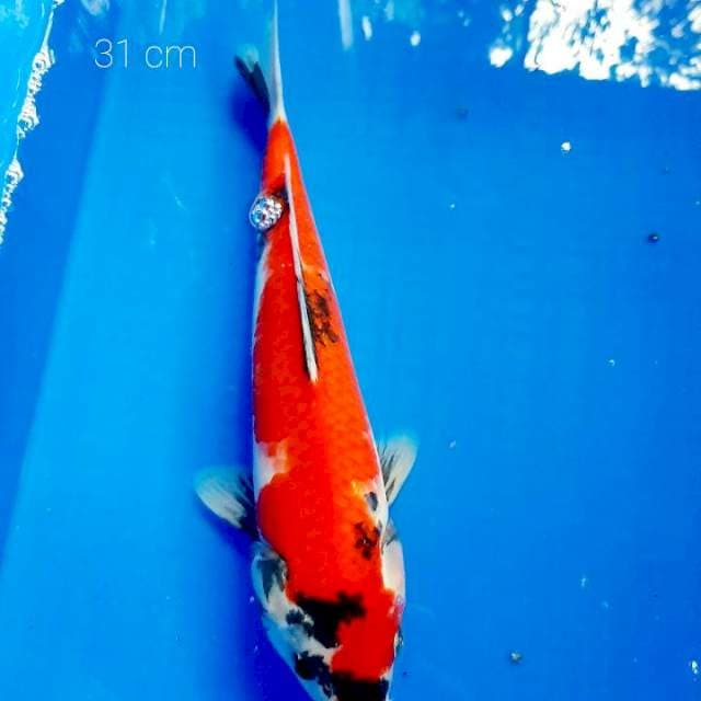 Showa 31 cm