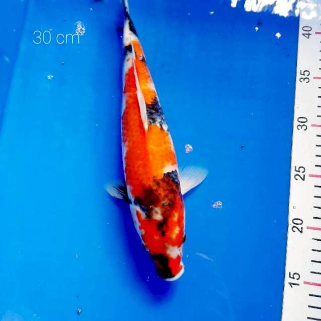 Showa 30 cm