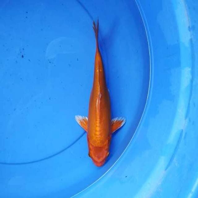 Orenjie mantap