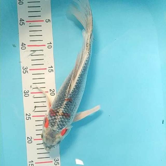 Goshiki slayer 33 cm