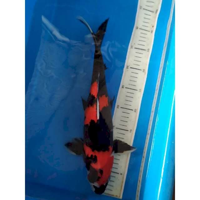 hi showa HQ male 40 cm